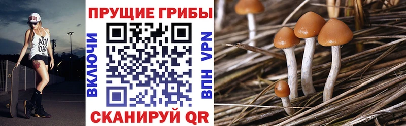 Галлюциногенные грибы мицелий Чехов